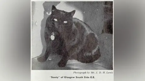 Modern Records Centre, University of Warwick A short-haired black cat wearing a collar and tag sits upright on a sofa