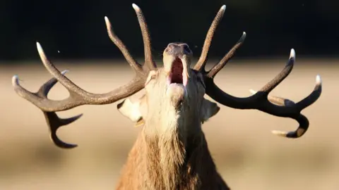 A red deer stag stands in Richmond Park.