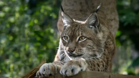 Ursa the Eurasian Lynx stretching out on a wooden platform in her new tree and grass lined habitat at The Big Cat Sanctuary in Smarden