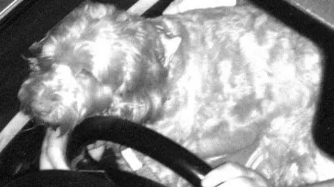 Vision Zero South West A picture of a dog sat on the lap of a driver. The drivers hands are on the steering wheel. The dog has long hair and is looking to the left of the screen.