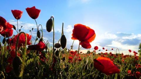 Red poppies in a field seen from a low angle shining bright with blue skies overhead