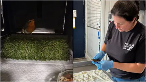 Wildlife Rescue Cork ON the left the robin sits in his little carrier on top of a slab of fake grass and on the right Julie holds the tiny bird in her hand. She has dark hair pulled back behind her head and is wearing jeans and a dark T-shirt with "Wildlife rescue cork" written on the top left in white text. She has blue surgical gloves on.