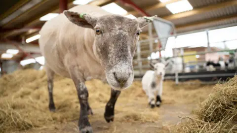 A large sheep in close-up with a small lamb in the background