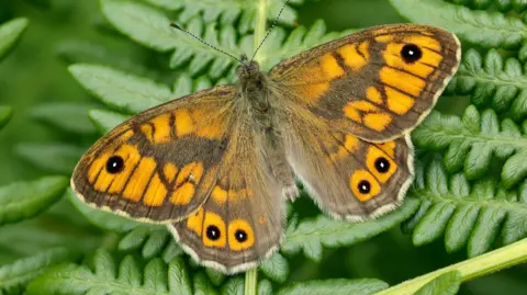 Iain H. Leach/Butterfly Conservation Brown and orange butterfly with distinctive black and white spots