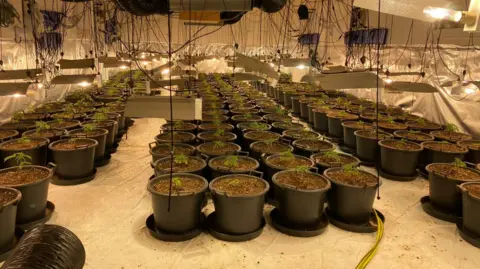 NCA Rows of plants sit under lights and wires in one building.