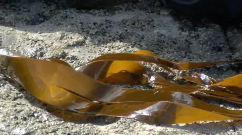A piece of seaweed glistens in the sun on a piece of rock covered by cockles and barnacles