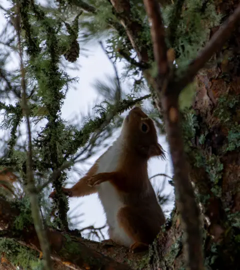 Callum Stone A red squirrel looking upwards at a branch, as if it is trying to work out what is there. 