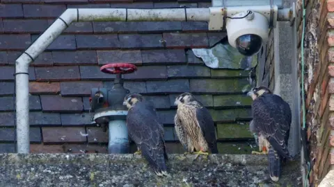 Michael Barrett Three peregrine falcons are perched together on a stone ledge at the top of St Albans Cathedral. The ledge is weathered, with white streaks from droppings and patches of moss.
