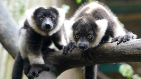 Nova and Evie the lemurs
