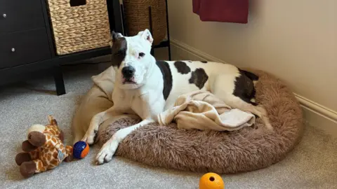 Supplied A white and brown Staffordshire bull terrier laying on a dog bed in a living room. She is surrounded by two balls and a giraffe toy. 