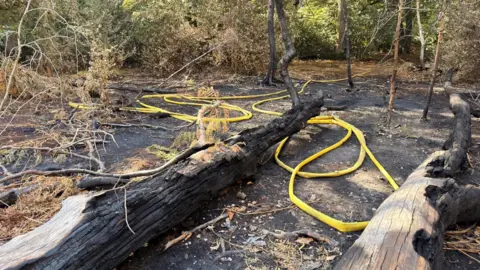 A wooded area with burnt tree trunks on the ground which has been blackened by fire. There are yellow hoses on the ground from the fire service.