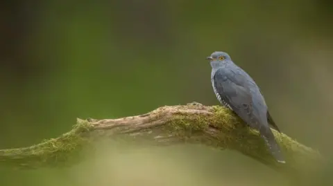 A cuckoo on a branch