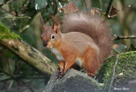 Monica Riden A red squirrel perched on a rock in a woodland area. It has mud on its nose and paws. There are green moss-covered trees in the background.