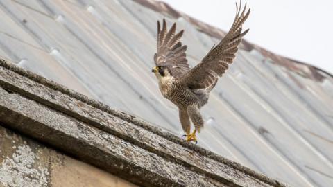 Peregrine falcon on the roof of St Albans Cathedral
