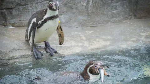 The picture shows two Humboldt penguins beside a pool. One penguin is standing on a wet concrete ledge next to a rock wall, while another is swimming in the water carrying what appears to be a silver sardine in its beak.