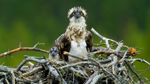 Osprey with chick in nest