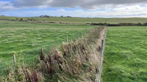 A small hedgerow with fencing on either side runs through the middle of a grass field.