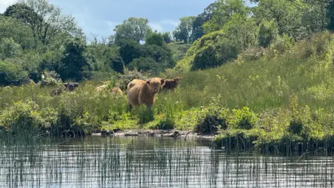 Some cattle on an island in the Lower Lough Erne Reserve. they have horns and long hair.