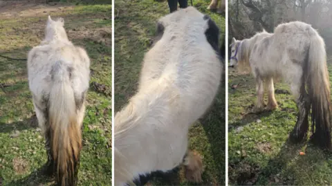 RSPCA A composite image showing three pictures of a white cob-type horse with a darker tail. It is standing in a field on a sunny winter day, facing away from the camera. The horse is severely malnourished with it's spine, hips and ribs protruding. 