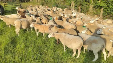 Flock of sheep huddled together near fences and hedges