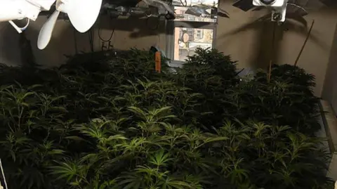 A large number of cannabis plants inside a room. There are lights hanging from the ceiling