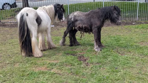 RSPCA Two small ponies stand next to each other in the field after the rescue. The rescued pony is dark and matted with his black and white friend stood close by.