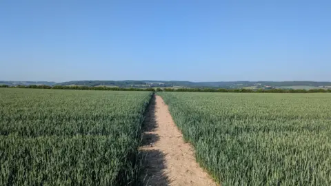 Weather Watchers/Eddie the Weather A dirt path through a field of green crops. The vast sky above the field is blue and cloudless.