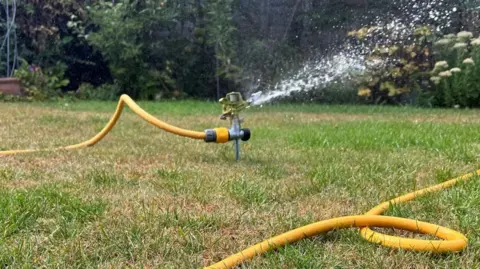 Elizabeth Needham-Bennett/BBC A sprinkler on a green lawn in summer. It is spouting water through a green nozzle and a bright yellow hosepipe.