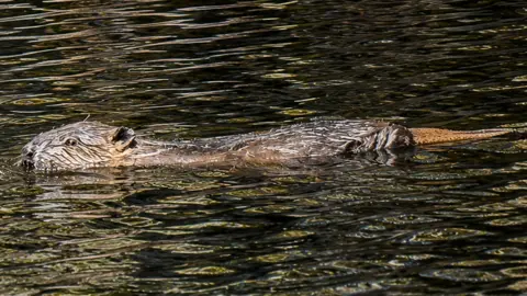 Trees for Life The kit is partially submerged in water as it swims in a loch. The beaver is brown in colour with a black nose and black eyes. There are ripples on the water's surface.