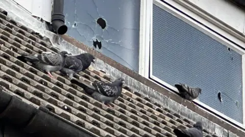 Pigeons sit on a roof in front of broken glass windows