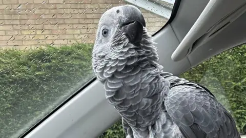 Emma Gibbons Burt, a grey parrot, on the steering wheel of a car ahead of his journey back home.