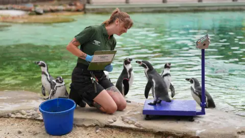 Penguins being weighed by a zookeeper at the edge of water