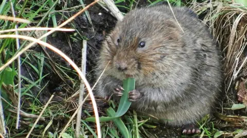 A water vole by a body of water eating a leaf.