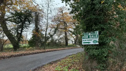 Woodstock Lane in Claygate. A country road with trees alongside it. A sign on one of the trees says 'Xmas Trees for Sale, Elm Farm.'