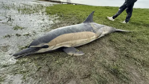 A dolphin is lying on a grass embankment next to a river which is on the left. It is black and beige and there is a person standing behind it on the right. 