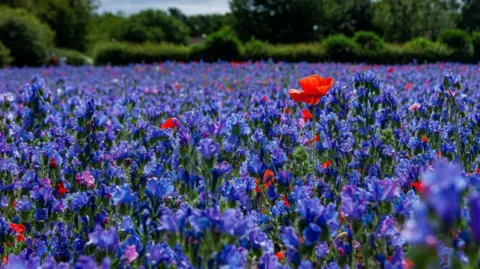 A field of blueish-purple blossoms, with some lighter purple ones dotted amongst them. There are also a number of red poppies, including one standing prominent just to the right of the centre. Behind, and slightly out of focus can be seen shrubs and trees in full green leaf.