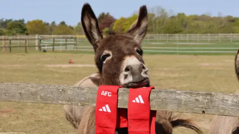A donkey is resting its head on a fence post with some red socks on it
