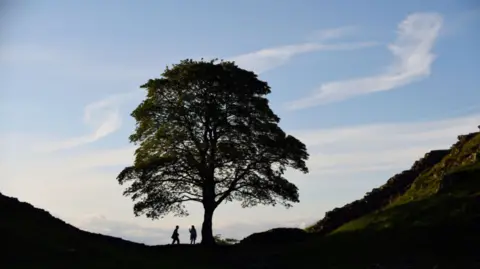 John Millar The Sycamore Gap tree is a tall sycamore with foliage, standing in a dip near Hadrian's Wall. The silhouettes of two people are visible next to it.