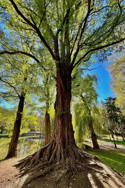 RUUSLANA VASYLIUK is a white acacia tree with amazing bark and sprawling roots that sweep the ground. Its wide branches are covered with bright green leaves, and the sunlight is filtered. He stands near calm water, surrounded by other trees under a clear blue sky.