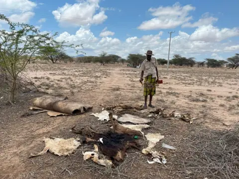 A man stands looking at the carcass of a dead animal. There are a few bushes and trees around but generally the ground looks very dry and sandy.