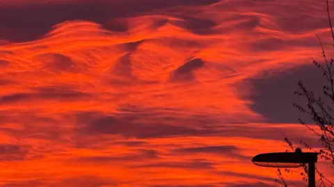 Terrier Friend/ Weather Watchers Red clouds in sky look like sand dunes. There is a street light in the right hand corner of the photo in black shadow as well as some tree branches.