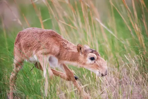 Getty Images A baby saiga antelope - a light brown antelope with a white underbelly and a rounded nose - walks through long grass.