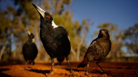 Three Australian magpies