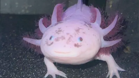 Kerry Allen Close up of Kev in a tank. It's a pink axolotl.