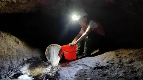 A man wearing a head torch and helmet is squatting near a stream is holding a fishing net and orange bucket to collect a Schistura densiclava specimen in the Krem Mawjymbuin cave in Meghalaya.