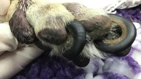 RSPCA A photograph of Bentley's badly overgrown claws