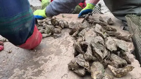 A group of people wearing waterproof gloves are sorting and handling a pile of freshly harvested oysters on a wooden surface. Mesh bags and wet, muddy surroundings suggest the work is taking place during oyster farming or collection on a shoreline.