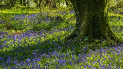 Getty Images The large trunk of a tree can be seen surrounded by bluebells, with patches illuminated by the sun breaking through the trees.