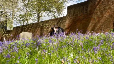 A photographer with a wide-brimmed brown leather hat crouching down to take photographs of bluebells in a cemetery. Behind him is a brick wall