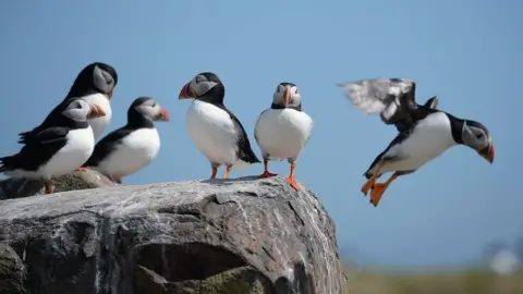 Getty Images A radical  of puffins sitting connected  apical  of a rocky outcrop connected  the Farne Islands